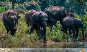 Elephants