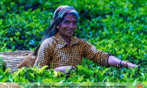Tea Plucking Hatton